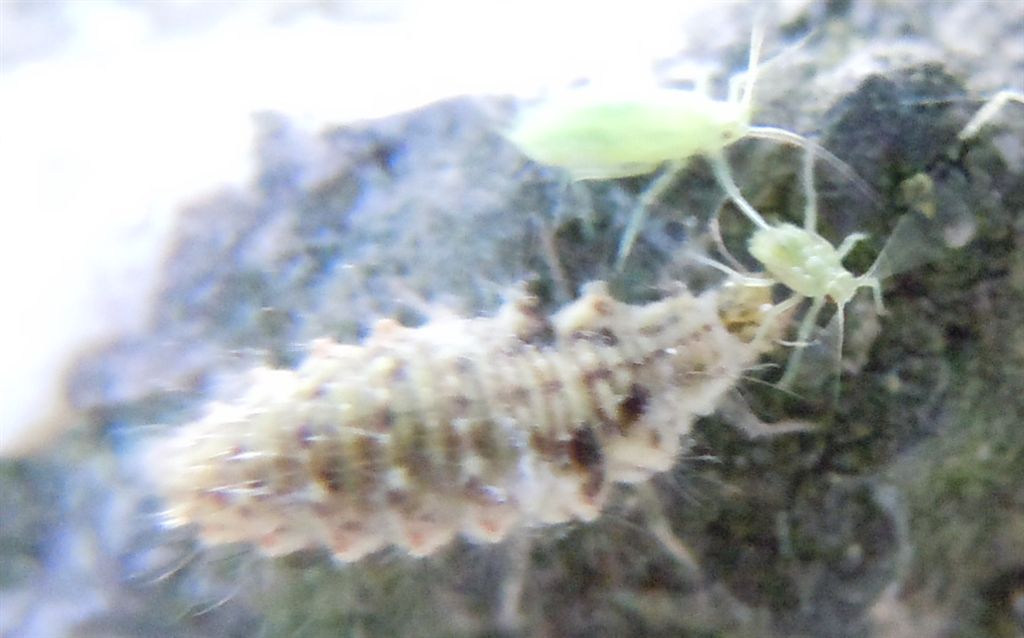 Larva predatrice di afidi - Chrysopa formosa